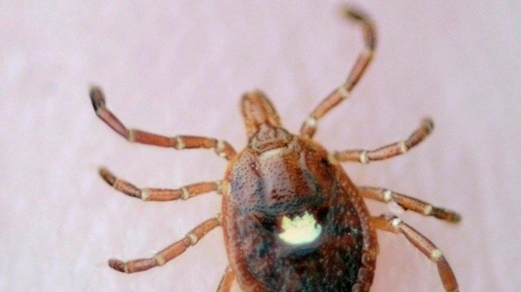 Scientists say tick population exploding across Long Island - Newsday