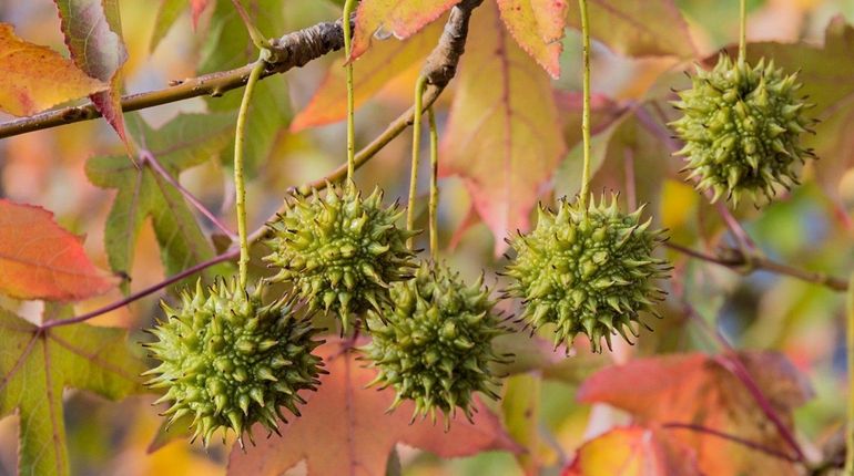 The spiky seed pods of the sweet gum tree litter...