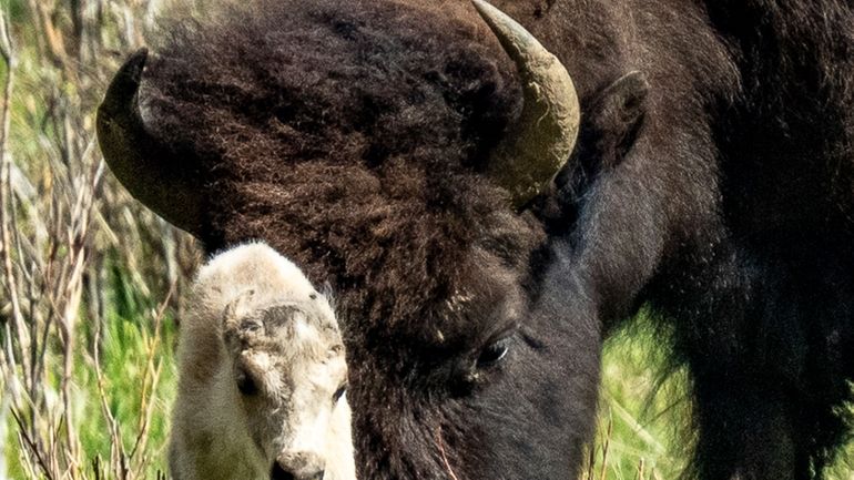 A rare white buffalo calf, reportedly born in Yellowstone National...