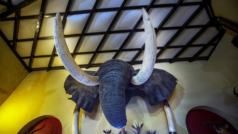 An elephant head wall trophy is on display at the...