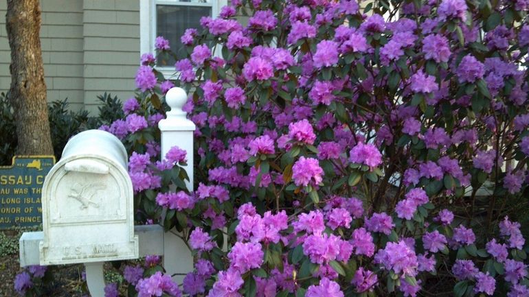 Rhododendrons bloom in Garden Detective Jessica Damiano's garden.