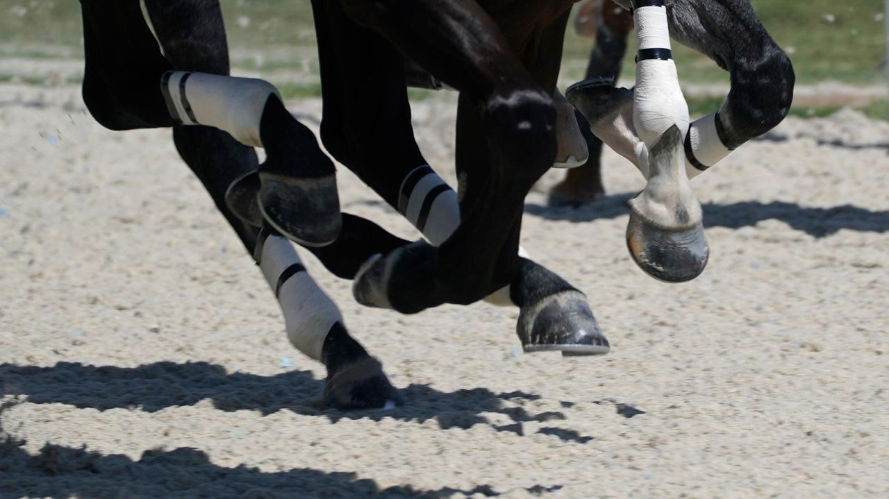 Belmont Park winter racing to take place on a synthetic surface when the track reopens in 2026