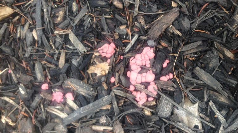 Pink slime mold growing on mulch in reader Nick Mazzaferro's...