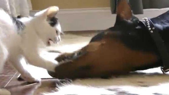 Kitten vs. Doberman