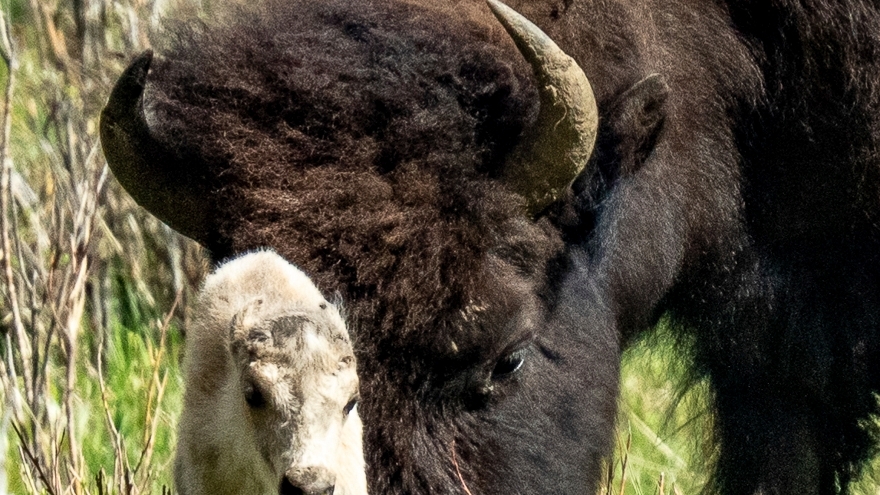 Reported birth of rare white buffalo calf in Yellowstone park fulfills Lakota prophecy - Vimarsana News
