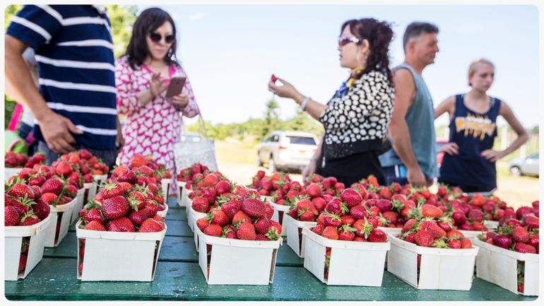 Pints of just-picked strawberries sit by the farmstand at Condzella's...