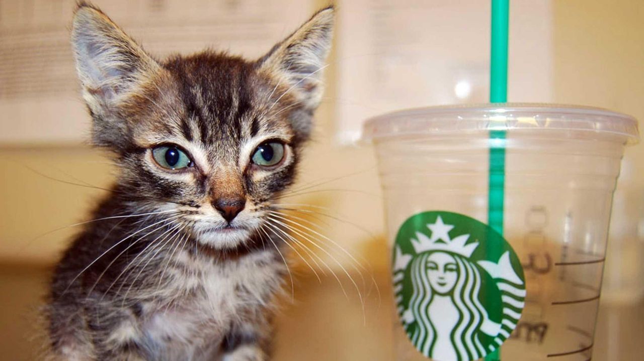 As pets, runts can be the star of the litter Newsday