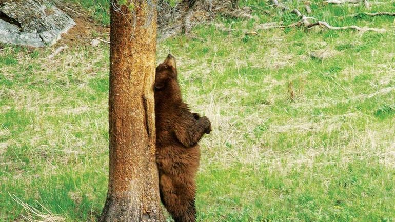 A cinnamon-colored black bear uses a tree as a back...