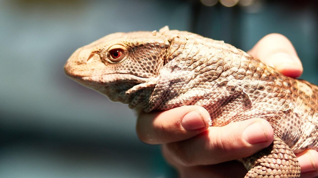 Long Island Reptile Expo's cancellation at Suffolk County Community