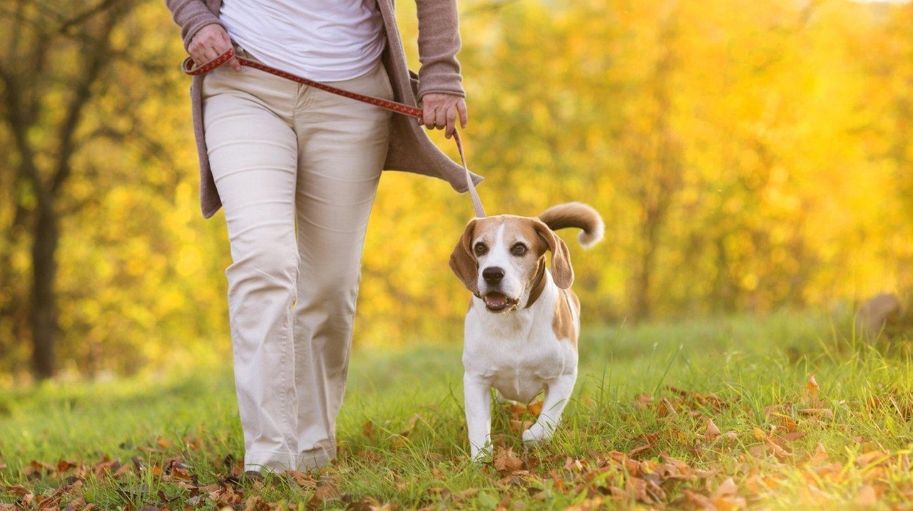 Dog owners get more exercise, especially seniors, study says Newsday