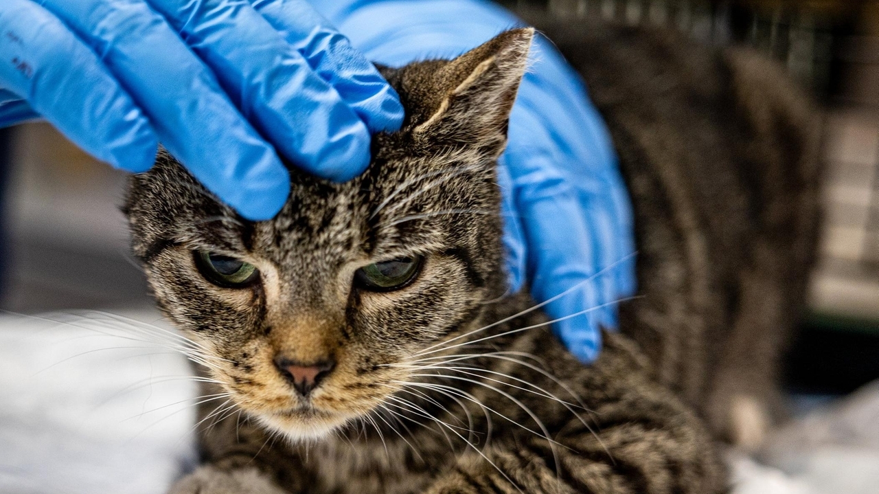 Cats who survived Happy Cat Sanctuary fire being trapped, treated and ...