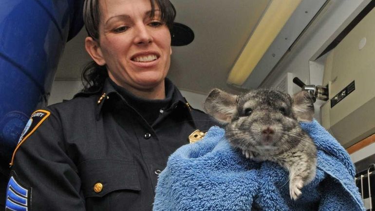 SPCA sergeant, Regina Benfante, holds a chinchilla, inside the MASH...