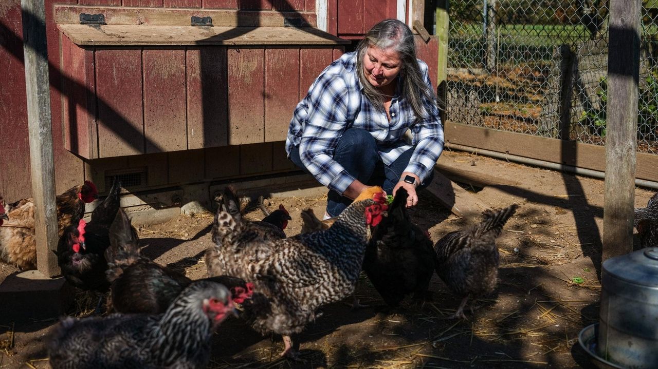 Riverhead drops proposal to ban roadside egg stands, roosters in