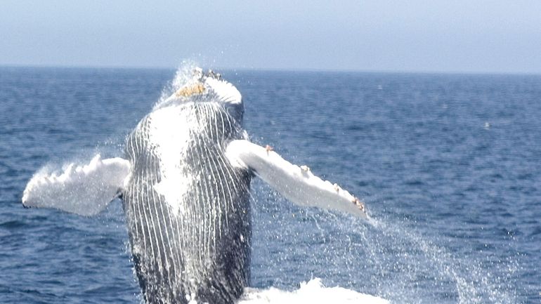 An adult humpback whale breaches the water as viewed from a Coastal...