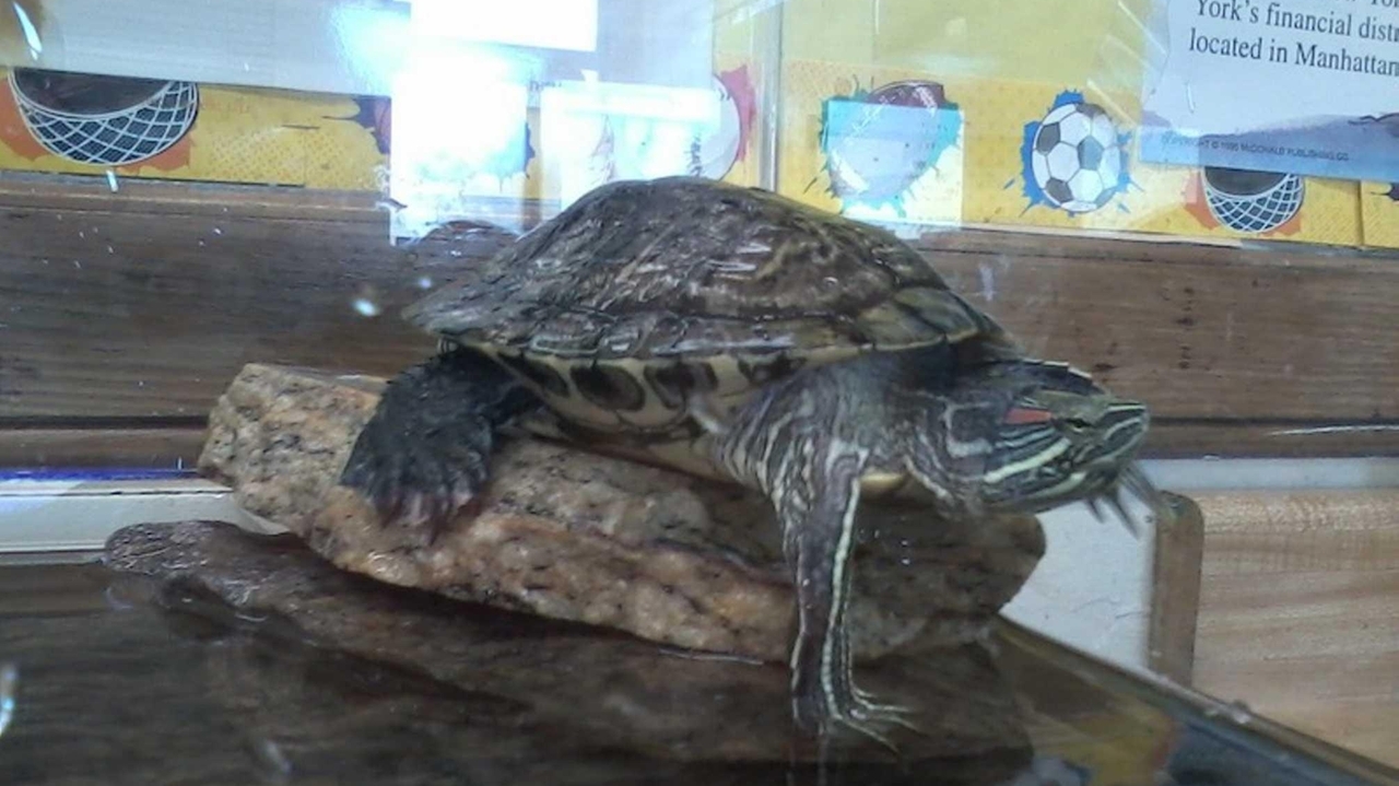 Missing turtle returned in Dunkin Donuts box - Newsday