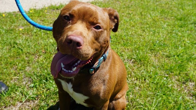 Dove, a victim of animal abuse, is up for adoption at Brookhaven...