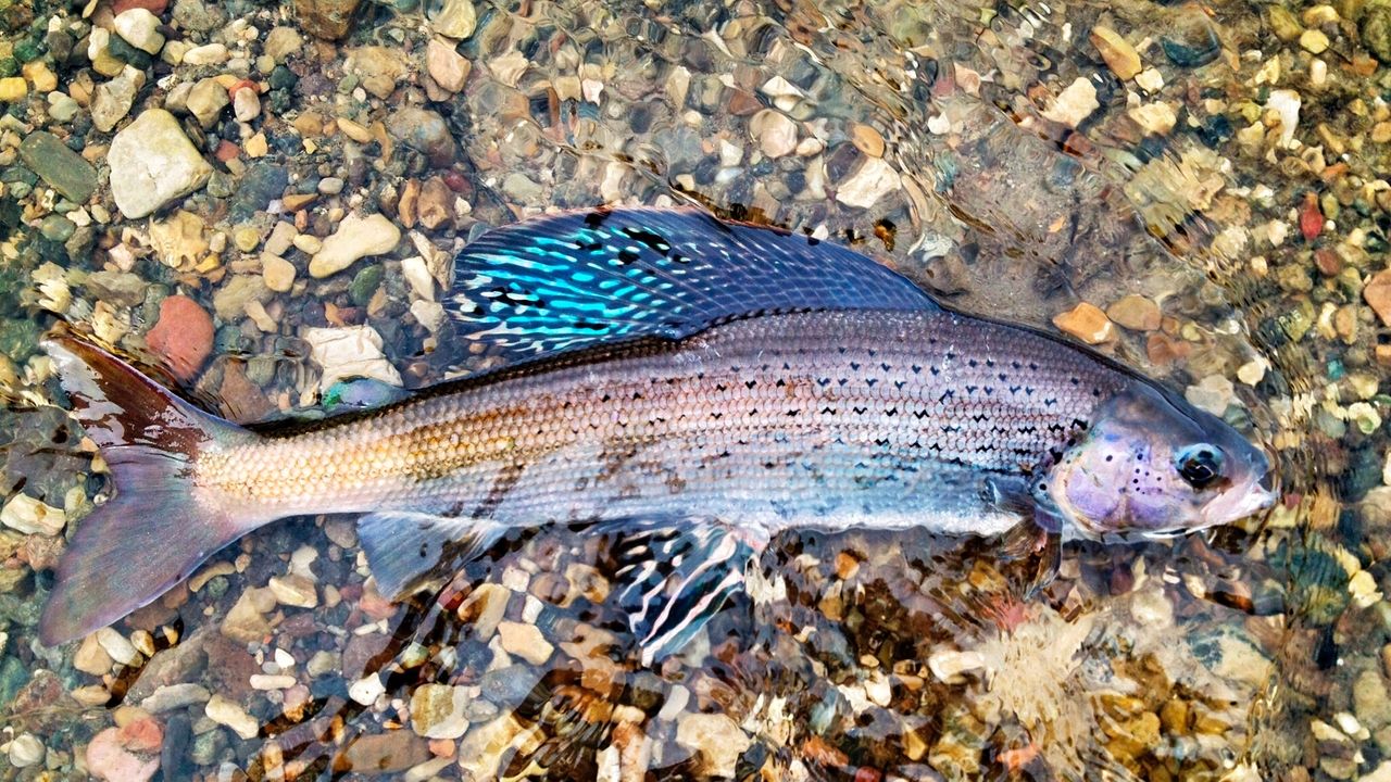 US judge blocks water pipeline in Montana that was meant to boost rare fish