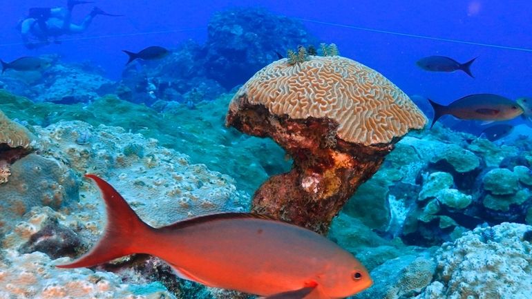 Fish swim around brain coral deep below ocean at the...