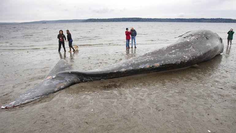 A dead gray whale lies on the beach at the...