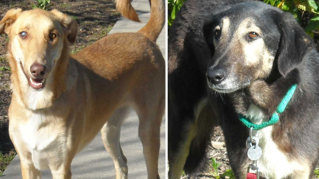 Dogs rescued from Iran arrive on LI - Newsday