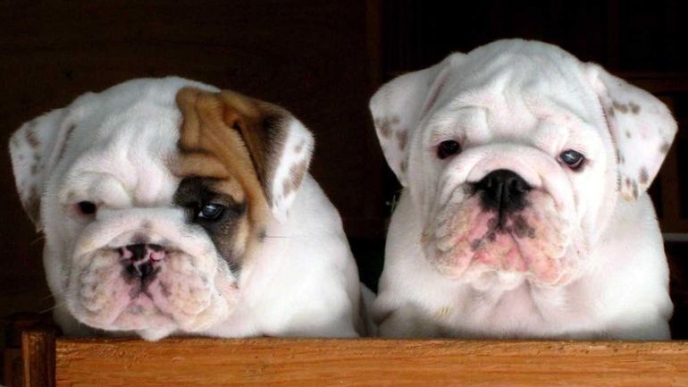 Bulldog puppies at Long Island Bulldog Club in Bay Shore....