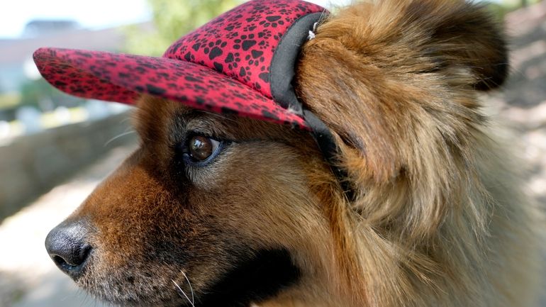 "Teddy," a 7-year-old chow mix, dons a doggie cap at...