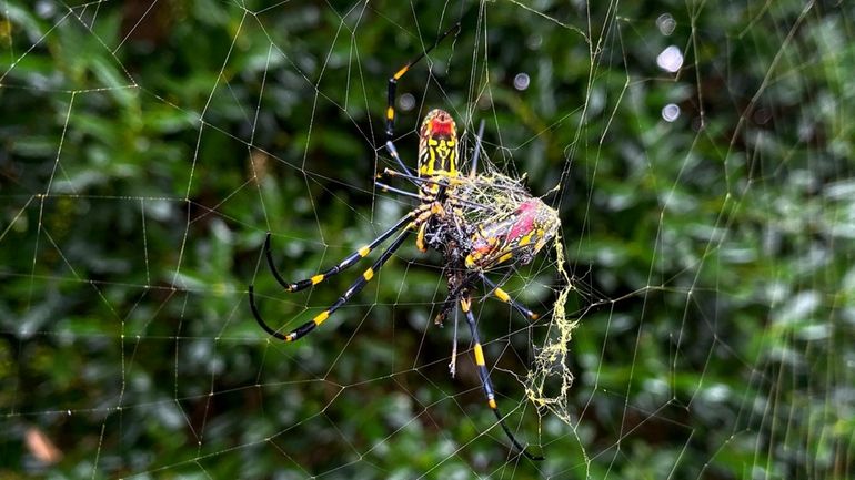 The Joro spider, a large spider native to East Asia,...