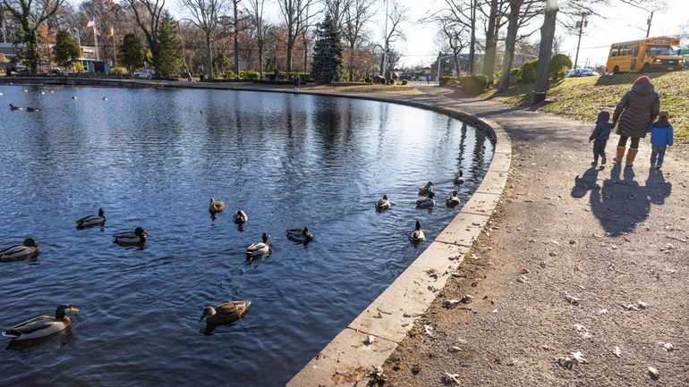 Birds at Halls Pond Park on a sunny, breezy, cool...