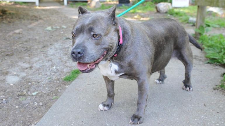 Ingrid, a 6-year-old pit bull, seen here at Little Shelter,...