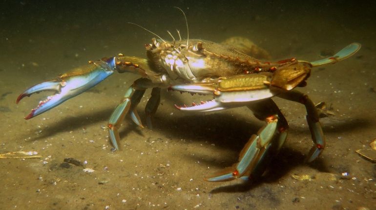 A blue crab in Shinnecock Bay.