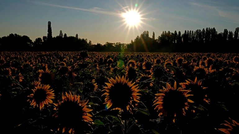 The sun rises behind a field of sunflowers at the...