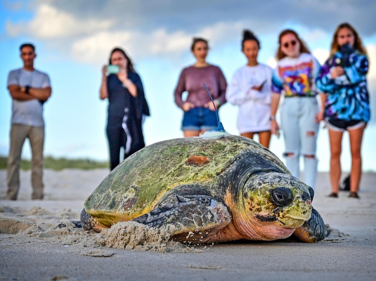Queen (the loggerhead turtle) makes big Atlantic Ocean comeback - Newsday