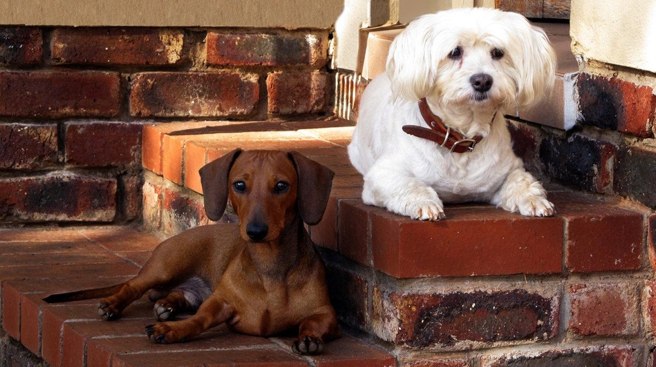Causes of hair loss in dogs include allergies, mites, more Newsday
