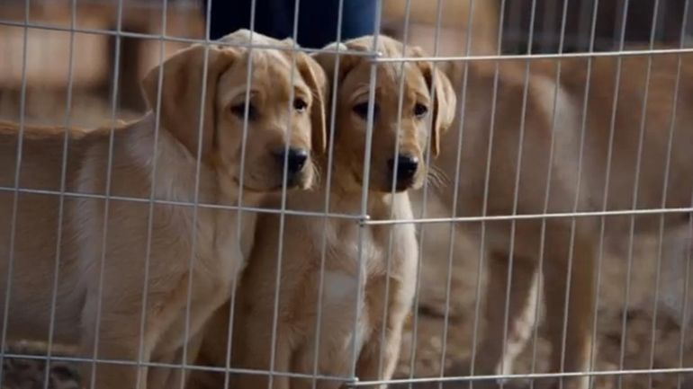 Scene from Budweiser's "Puppy Love" Super Bowl commercial. Watch on...