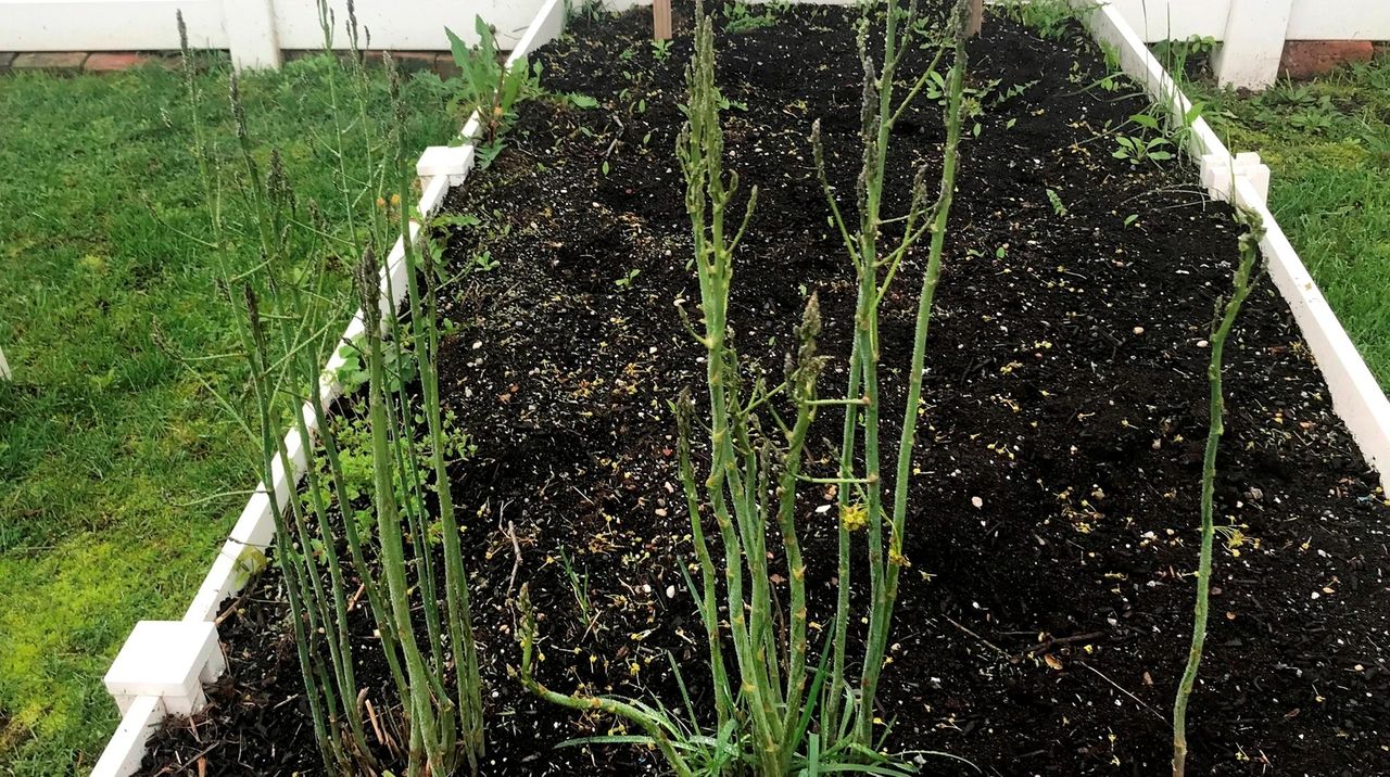 How do you know when to harvest asparagus? Newsday