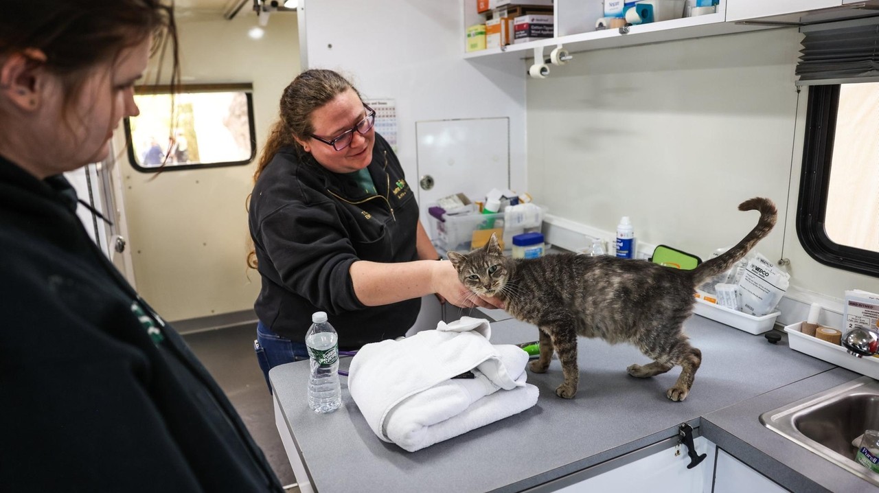 Happy Cat Sanctuary rescue efforts expected to take up to 2 weeks - Newsday