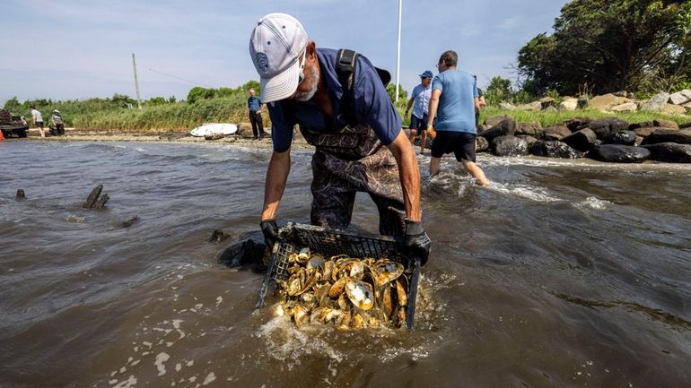 Gregg Rivara, aquaculture specialist at Cornell Cooperative Extension, plants baby oysters...