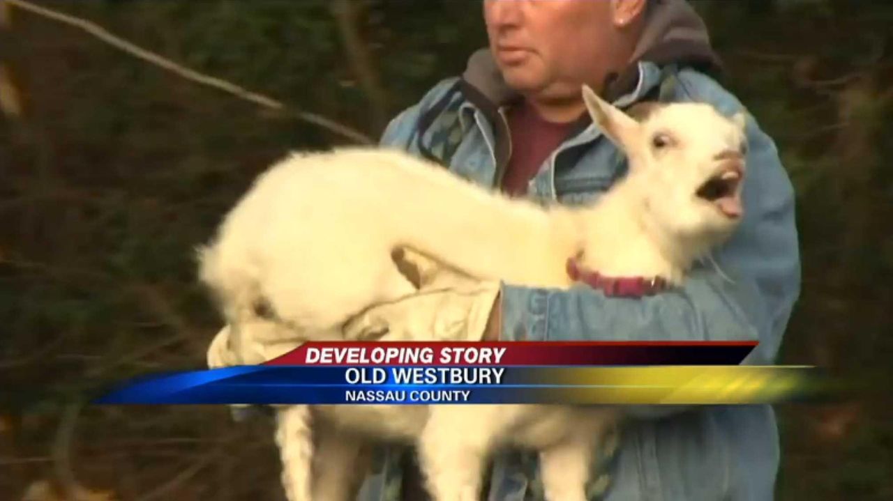 SPCA 11 more farm animals rescued in Old Westbury Newsday
