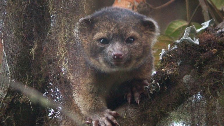 Olinguito