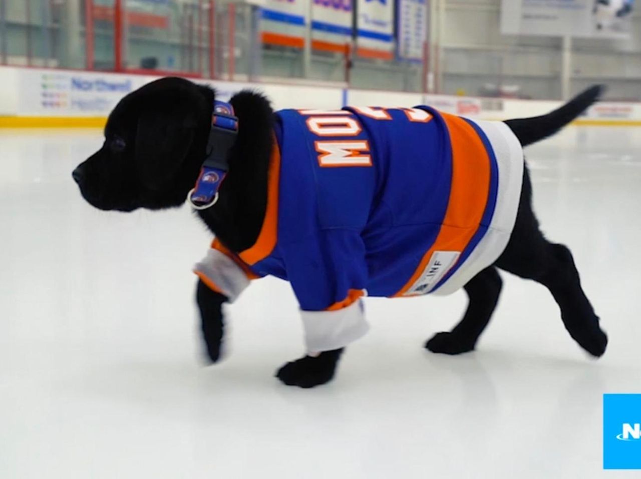 Meet Monte, the Islanders' new guide dog friend - Newsday