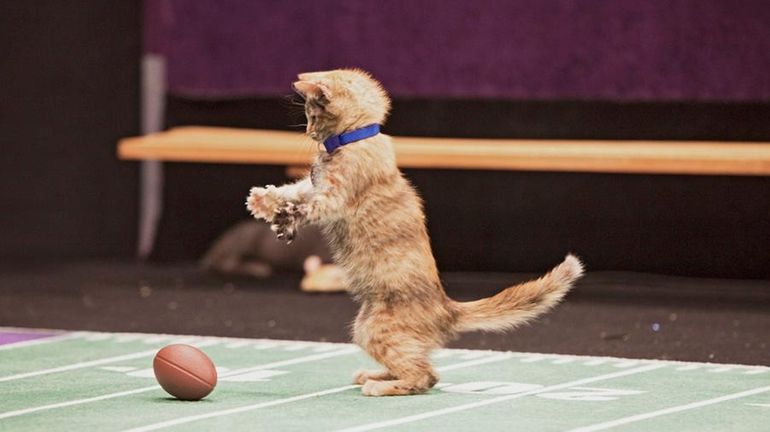 Hallmark channel best sale puppy bowl