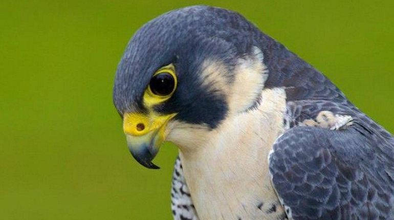 Visitors at this year's Sweetbriar Nature Center Taps and Talons...