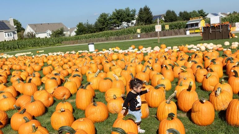 Alana Grisales, of Westbury, plays in the pumpkin patch at...