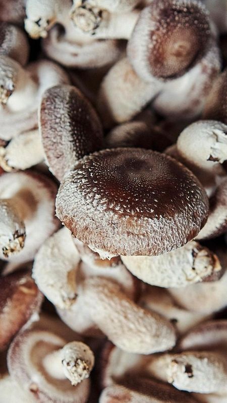 FMSHROOM190127-WIDGET-COLLAGE