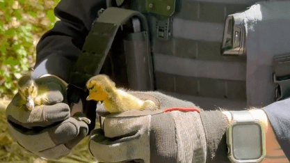 Ducklings rescued from storm drain in Suffolk, reunited with their ...