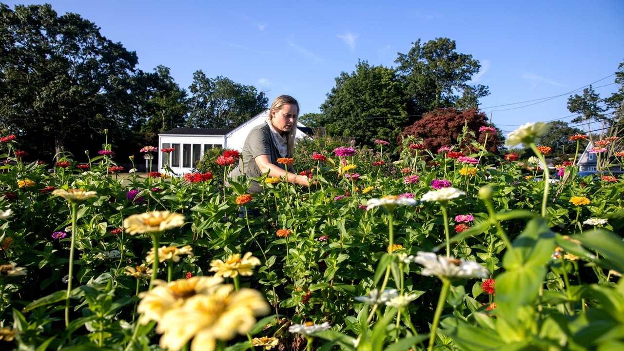 Long Island flower farmers serve a premium niche with colorful blooms - Vimarsana News