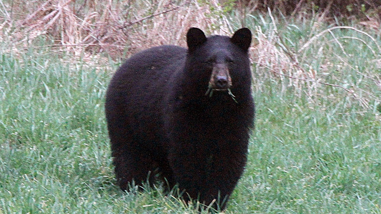 As warming climate brings bears out of hibernation earlier, backyard care is key to coexistence