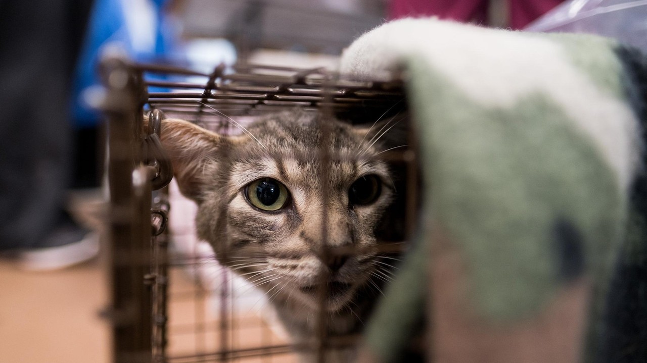 Feral cat found to have rabies, in second case of the disease this year in Nassau