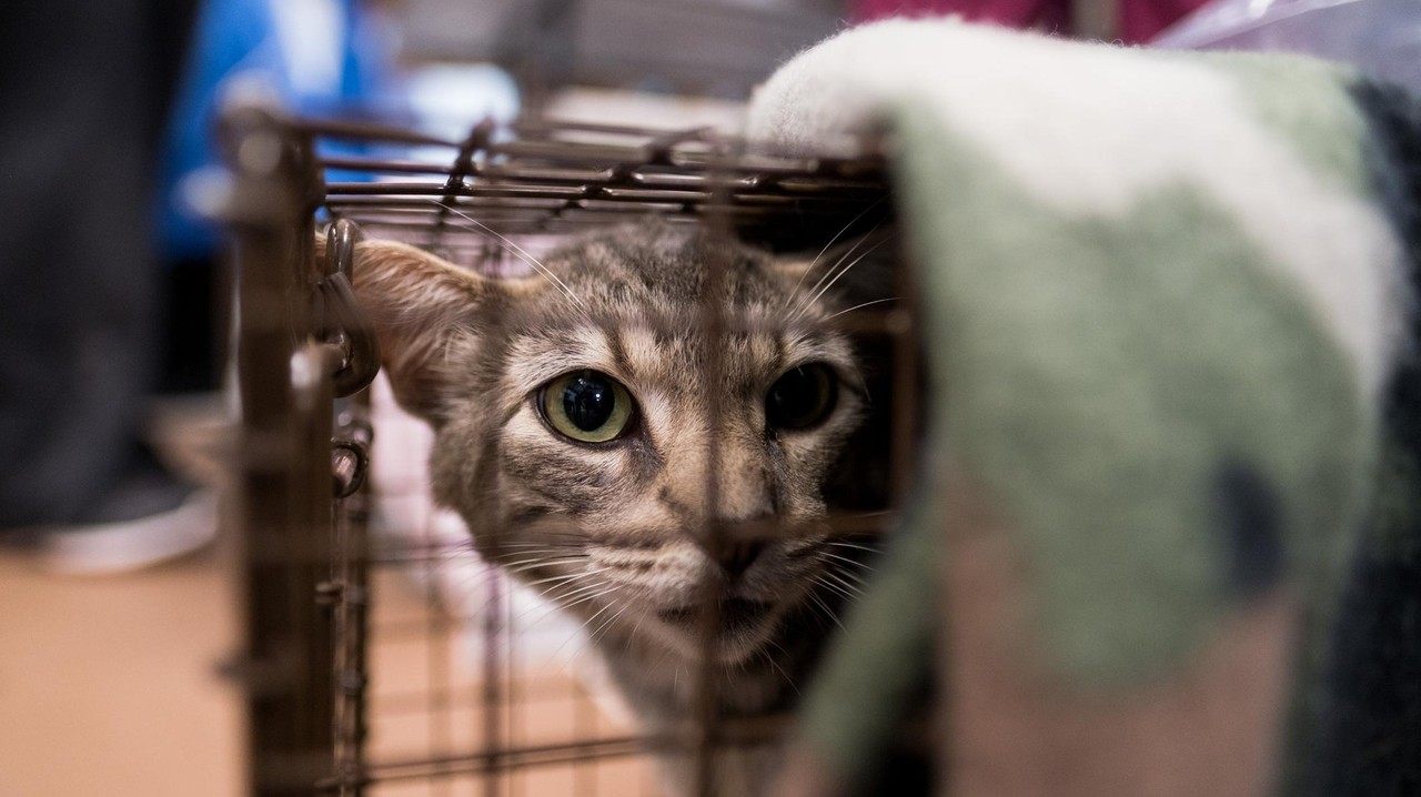 Feral cat found to have rabies, in second case of the disease this year in Nassau