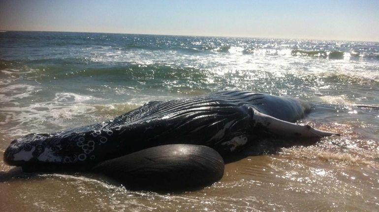 A dead humpback whale was found at Gilgo beach. (Oct....